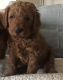Goldendoodle Puppies for sale in Wayne, NJ 07470, USA. price: NA