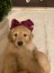 Goldendoodle Puppies for sale in Alma, AR 72921, USA. price: NA