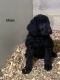 Goldendoodle Puppies for sale in Nashville, TN, USA. price: NA