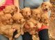 Goldendoodle Puppies for sale in South Bend, IN, USA. price: NA