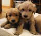 Goldendoodle Puppies for sale in Houston, MO 65483, USA. price: $600