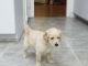 Goldendoodle Puppies for sale in Baltimore, MD 21209, USA. price: $1