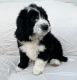 Goldendoodle Puppies for sale in Berlin, NJ 08009, USA. price: NA