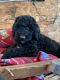 Goldendoodle Puppies for sale in Paxton, IL 60957, USA. price: NA