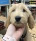 Goldendoodle Puppies for sale in Riverside, CA 92504, USA. price: $1,350