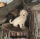 Goldendoodle Puppies for sale in Spencerville, IN 46788, USA. price: NA