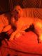 Goldendoodle Puppies for sale in Tyler, TX, USA. price: NA