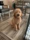 Goldendoodle Puppies for sale in Kentwood, MI, USA. price: $400