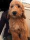 Goldendoodle Puppies for sale in Fort Mill, SC, USA. price: NA