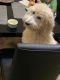 Goldendoodle Puppies for sale in Charleston, SC, USA. price: $800