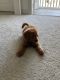 Goldendoodle Puppies for sale in Kissimmee, FL, USA. price: $5,000
