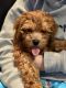 Goldendoodle Puppies for sale in Nanuet, NY, USA. price: NA