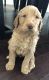 Goldendoodle Puppies for sale in Hopkins, MN, USA. price: NA