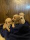 Goldendoodle Puppies for sale in Polk County, WI, USA. price: NA