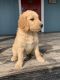 Goldendoodle Puppies for sale in Oakdale, CA 95361, USA. price: $800