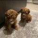 Goldendoodle Puppies for sale in Atlanta, GA, USA. price: $5,000