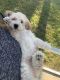Goldendoodle Puppies for sale in Deltona, FL, USA. price: NA