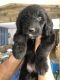 Goldendoodle Puppies for sale in Prairie Grove, AR 72753, USA. price: NA