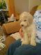 Goldendoodle Puppies for sale in Ottumwa, IA 52501, USA. price: NA
