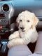Goldendoodle Puppies for sale in Martinsville, IN 46151, USA. price: NA