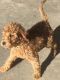 Goldendoodle Puppies for sale in Saginaw, TX, USA. price: $1,200