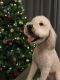 Goldendoodle Puppies for sale in Fredericksburg, VA 22401, USA. price: NA