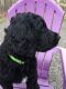 Goldendoodle Puppies for sale in Madison, NC 27025, USA. price: NA