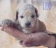 Goldendoodle Puppies for sale in Orem, UT, USA. price: $1,500