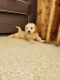 Goldendoodle Puppies for sale in Romeoville, IL, USA. price: $1,200