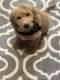 Goldendoodle Puppies for sale in Summerville, SC, USA. price: $750