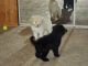 Goldendoodle Puppies for sale in Vandalia, IL 62471, USA. price: NA