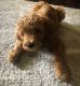Goldendoodle Puppies for sale in Toccoa, GA, USA. price: $1,100