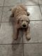 Goldendoodle Puppies for sale in Belden, Tupelo, MS 38826, USA. price: $800