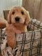 Goldendoodle Puppies for sale in Mullinville, KS 67109, USA. price: NA