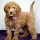 Goldendoodle Puppies for sale in McPherson, KS 67460, USA. price: $2,000