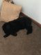 Goldendoodle Puppies for sale in Mooresville, NC, USA. price: $1,000