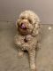 Goldendoodle Puppies for sale in Dayton, OH, USA. price: NA