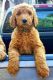 Goldendoodle Puppies for sale in California City, CA, USA. price: $500