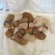 Goldendoodle Puppies for sale in Alum Bank, PA 15521, USA. price: NA