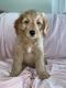 Goldendoodle Puppies for sale in Boise, ID, USA. price: NA