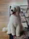 Goldendoodle Puppies for sale in Sumner, IA 50674, USA. price: NA