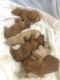 Goldendoodle Puppies for sale in Elizabethtown, KY, USA. price: $1,200