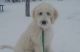 Goldendoodle Puppies for sale in Felder Ave, Montgomery, AL, USA. price: NA