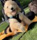 Goldendoodle Puppies for sale in The Bronx, NY, USA. price: NA