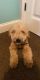 Goldendoodle Puppies for sale in Ringgold, GA 30736, USA. price: NA