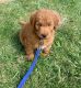 Goldendoodle Puppies for sale in Schererville, IN 46375, USA. price: NA