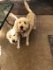 Goldendoodle Puppies for sale in Raleigh, NC, USA. price: NA