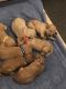 Goldendoodle Puppies for sale in Blue Earth, MN 56013, USA. price: NA