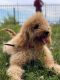Goldendoodle Puppies for sale in Pompton Lakes, NJ, USA. price: NA