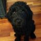 Goldendoodle Puppies for sale in Hoboken, NJ, USA. price: NA